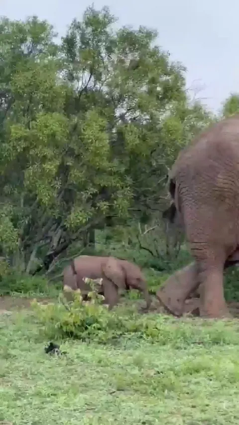 🔥 Bull elephant gives a small calf a hefty kick. Females are quick to support and shield the youngster