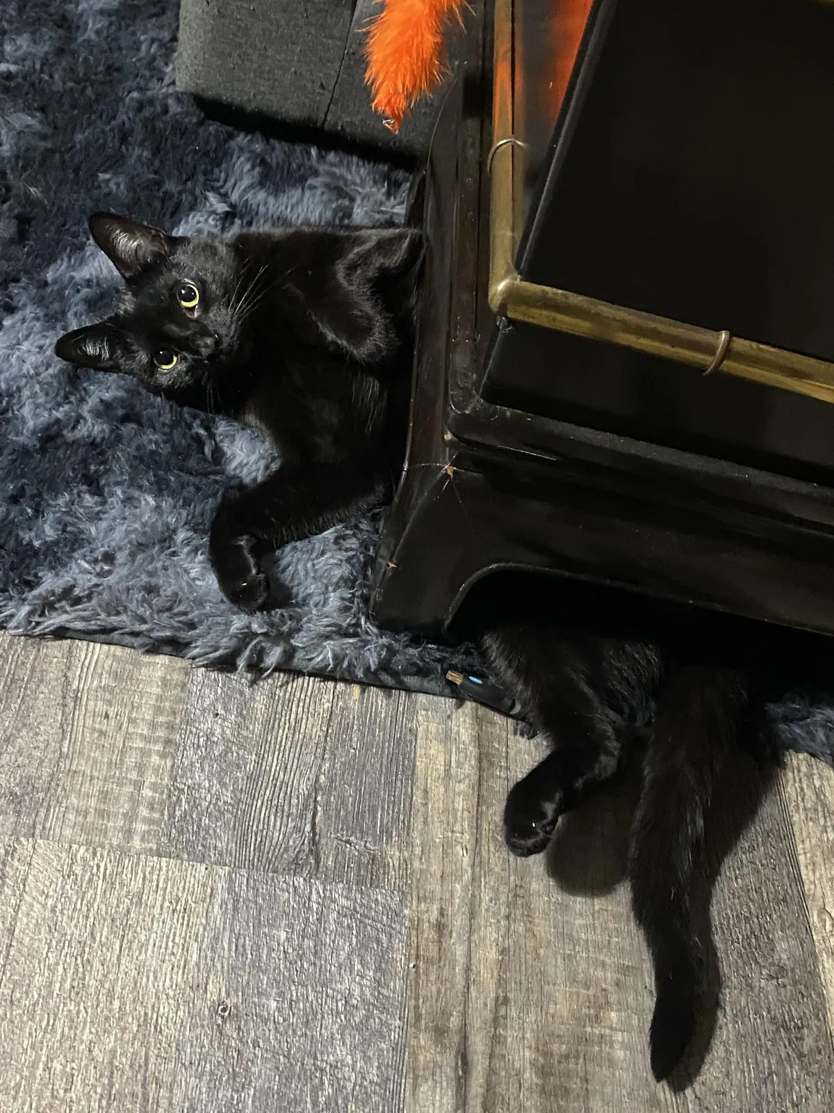 The absolute cutest of the cute