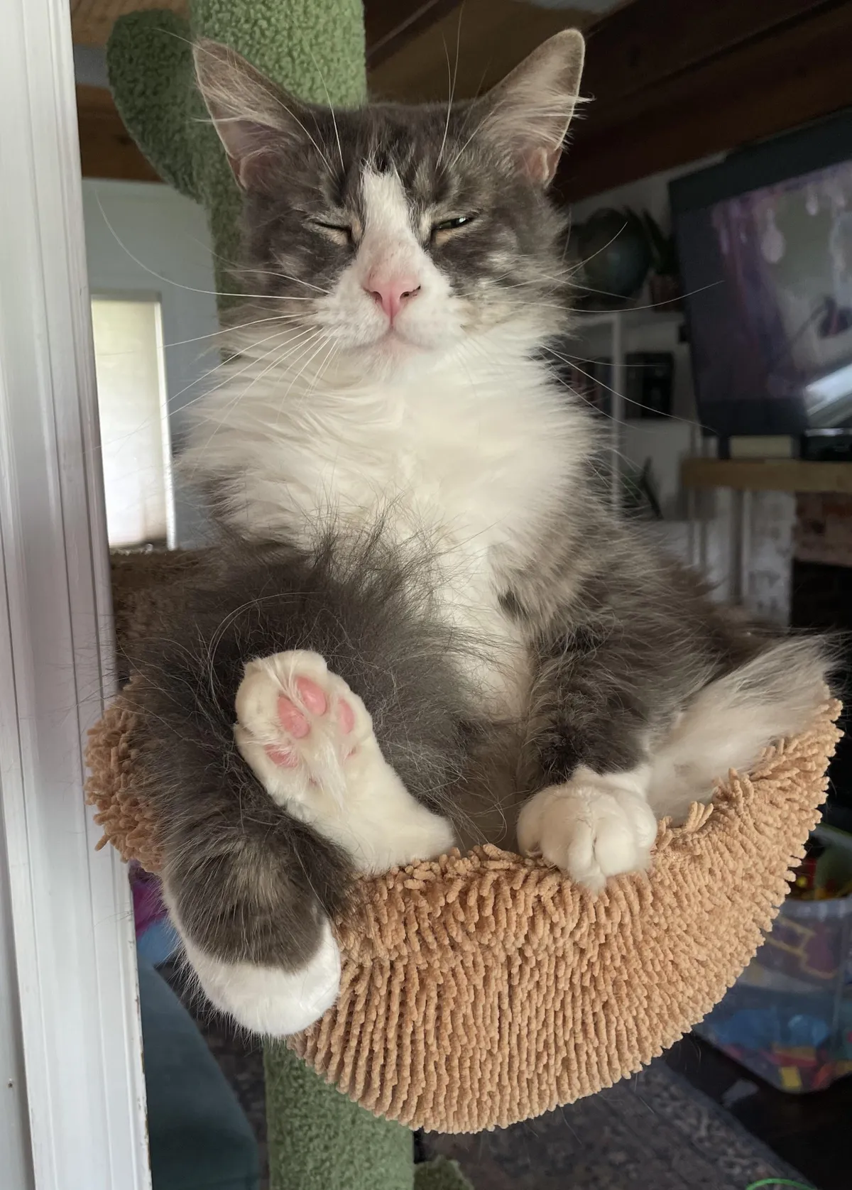 My mom died last year and I inherited her cat. Meet Jaq. 