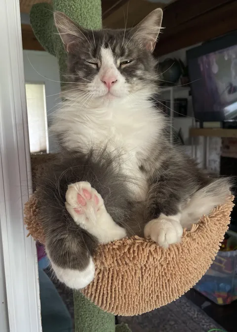 My mom died last year and I inherited her cat. Meet Jaq. 