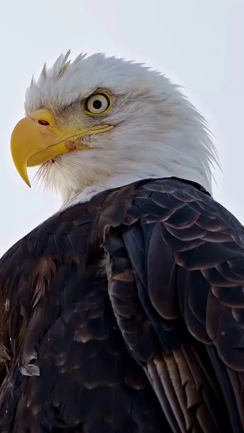 🔥The Bald Eagle (Haliaeetus leucocephalus)