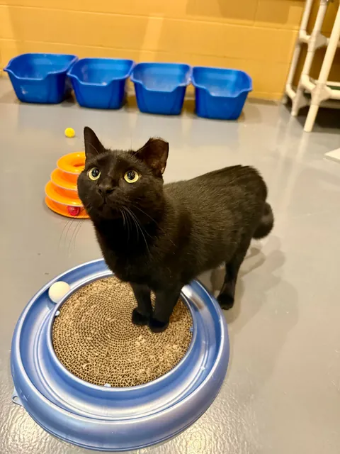 In honor of Halloweekend, here are all the black cats at the shelter I volunteer with.