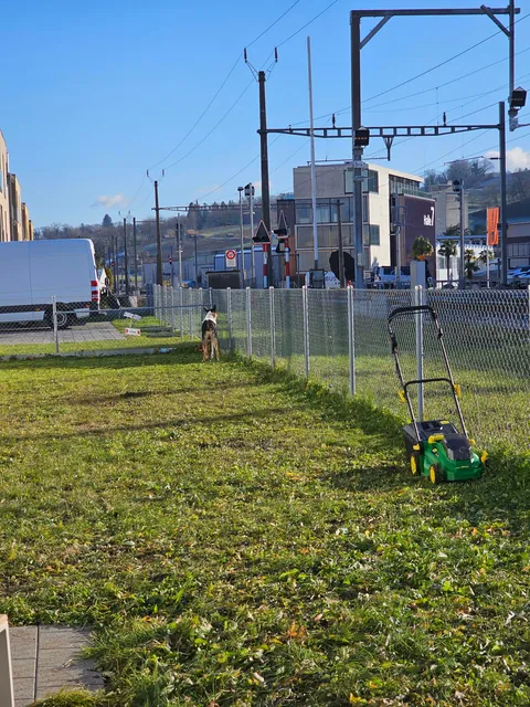 Our landlord said I could do whatever I want with the yard.