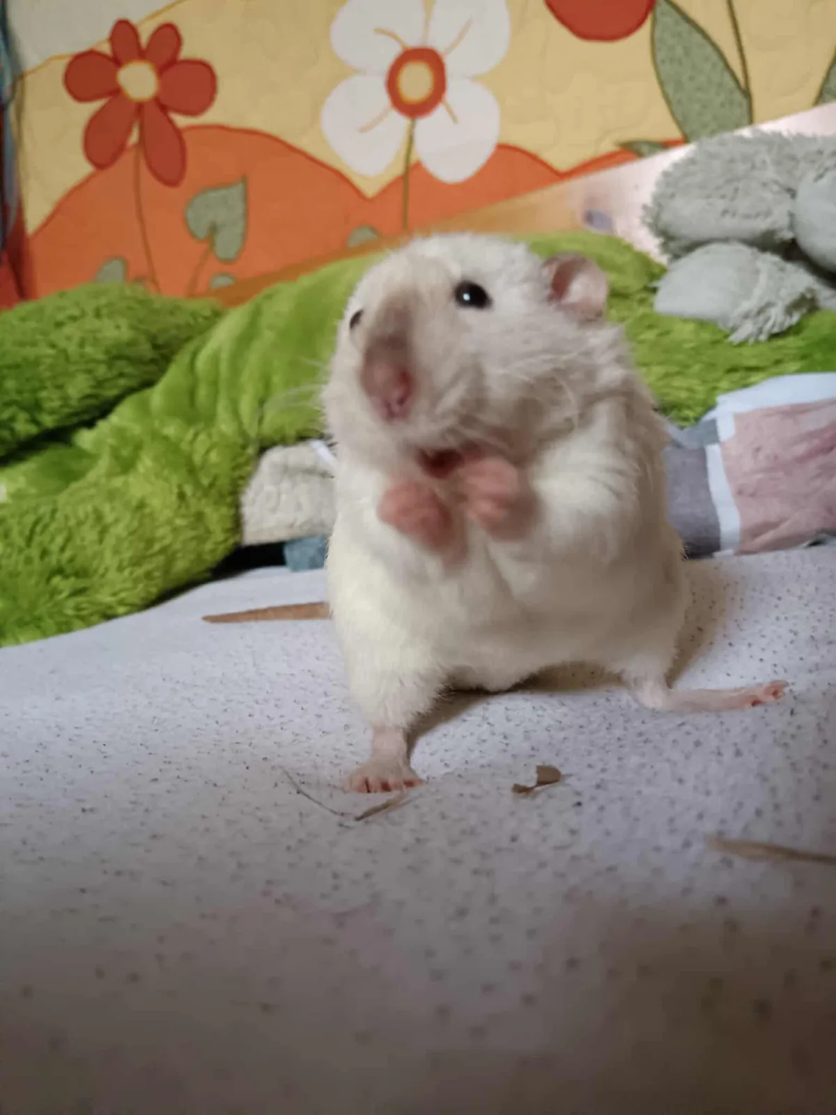 Why won't my rats boogle?