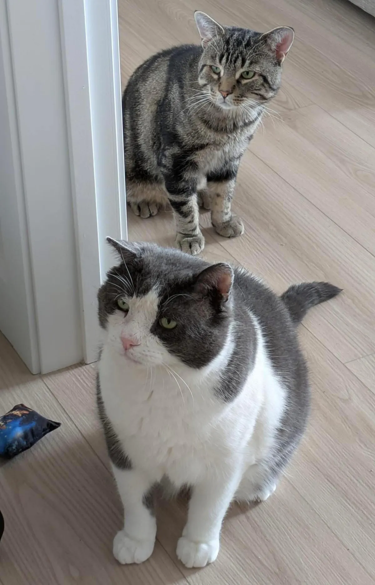 It’s Géode and Étienne in their forever home!!!! Apparently it’s going really well. Étienne loves exploring and Géode is a little shy so he’s taking his time ❤️