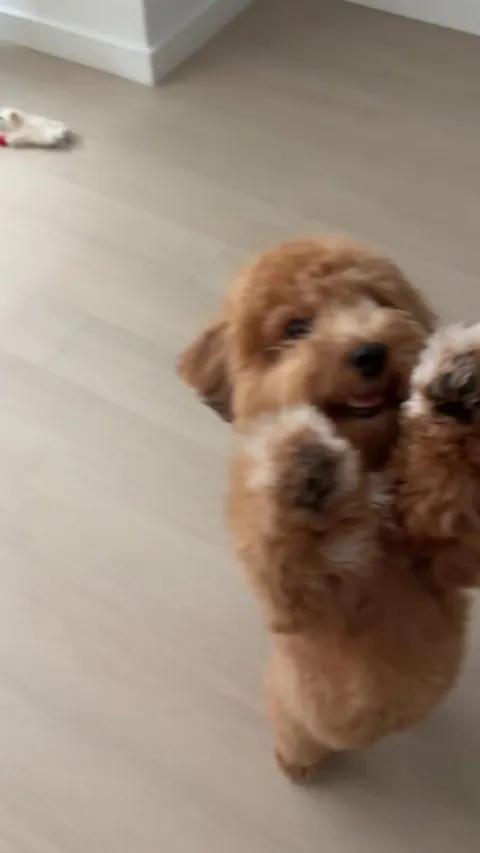 Taught my dog how to say please. 🙏