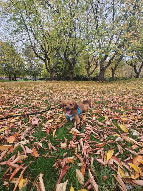Kevin spent over an hour chasing leaves falling off the trees today.