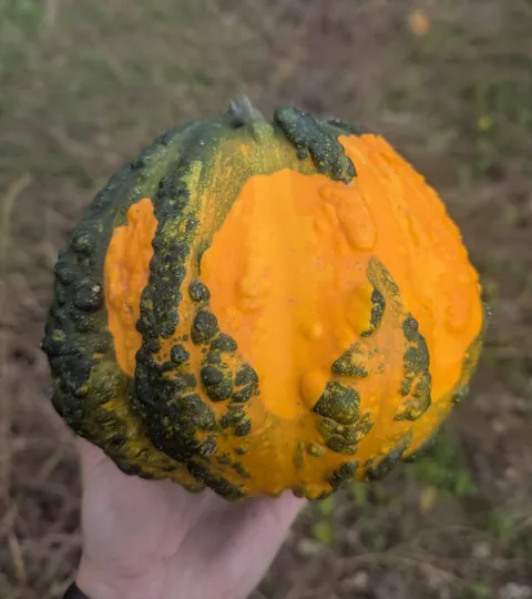 Some unique finds from the pumpkin fields at work this year!
