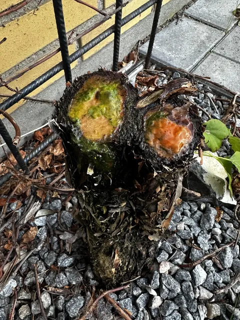 Cut down this plant a month ago. One branch now leaks green slime and the other orange