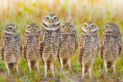 A Parliament of Owls