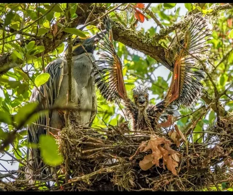 🔥 yellow crowned night heron and chick
