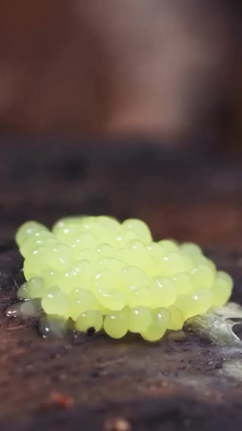 Stages of Stemonitis, a slime mold