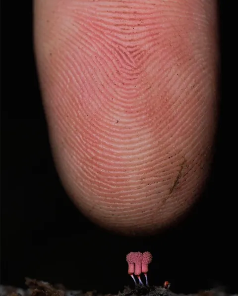 New Zealand photographer takes stunning photos of tiny mushrooms