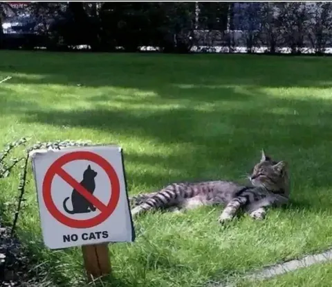 The best place for cats to sleep is often where they're not allowed.