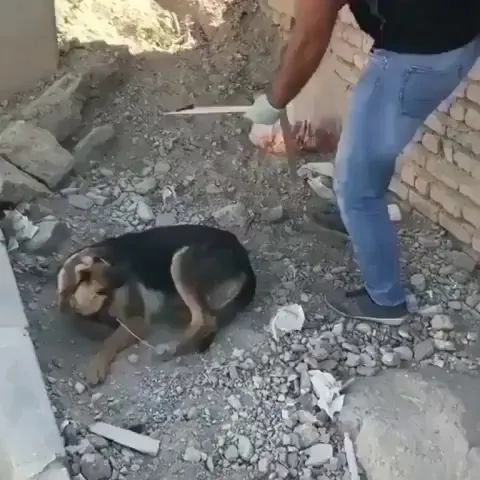 Helping a stray Dog.