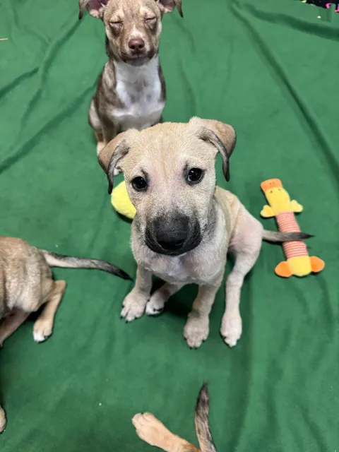 My rare foster puppers!