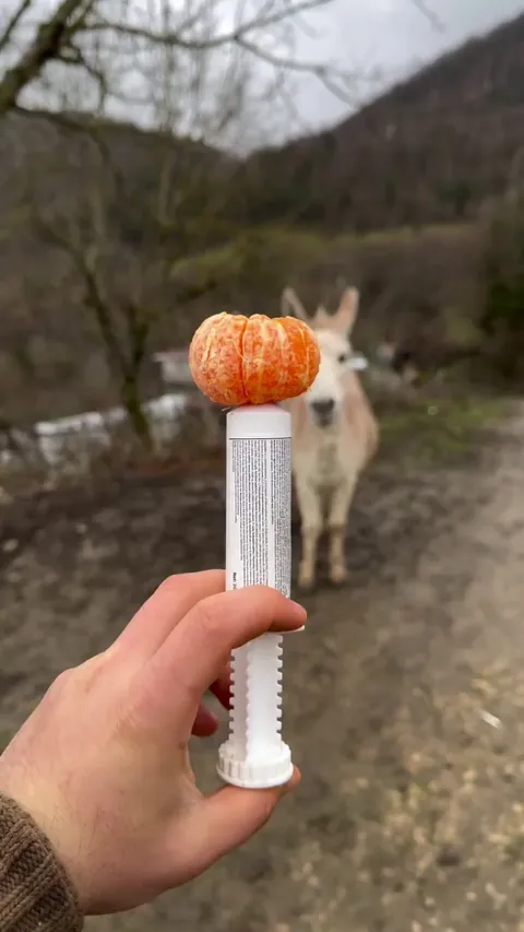 It's just an orange, nothing else to see here