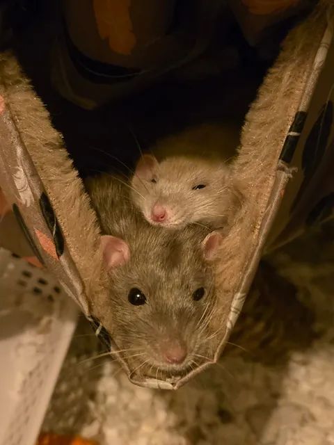 Doby is 2 years old today!!!!