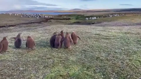 🔥 King Penguin Chicks Chasing Away A Feral Cat In The Falkland Islands 🔥