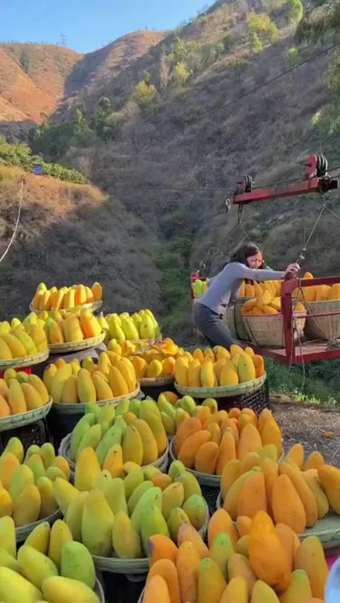 Almost seedless mango (Mahachanok from Thailand)