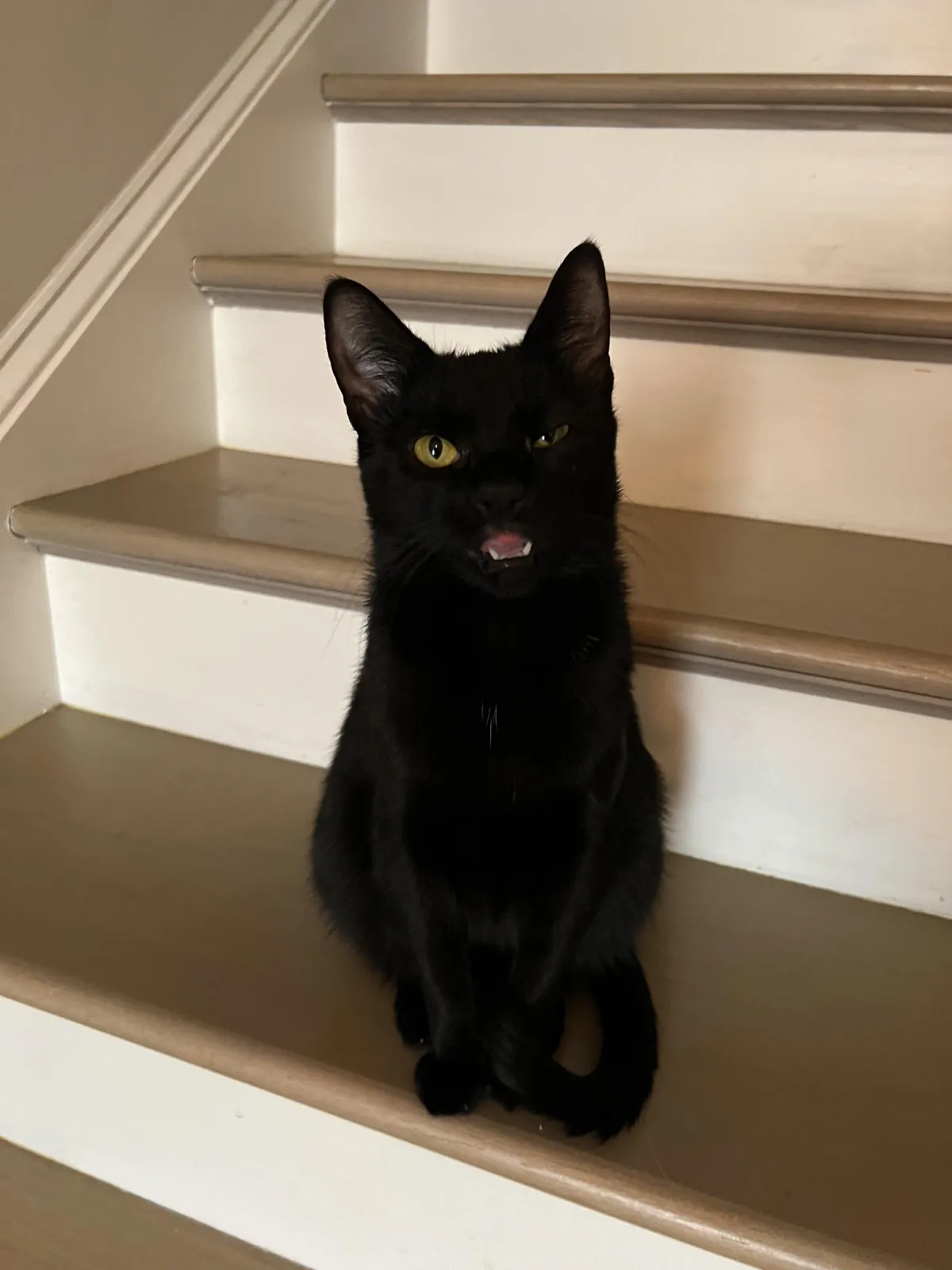 Molly lecturing me today after I recycled her favorite box 📦🐈‍⬛