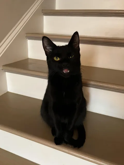 Molly lecturing me today after I recycled her favorite box 📦🐈‍⬛