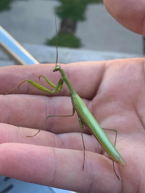 🔥 Praying mantis I found in my backyard