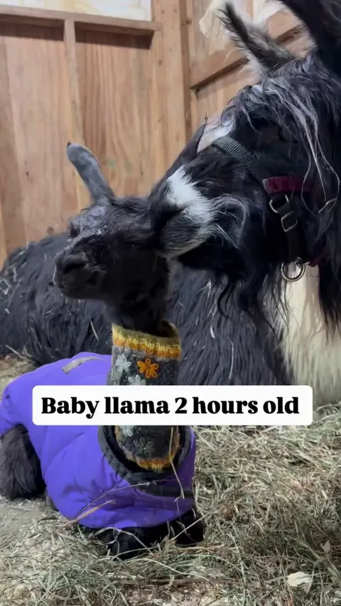 Baby Llamas Have Character