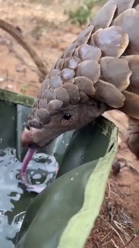 🔥 A pangolin enjoying a refreshing drink