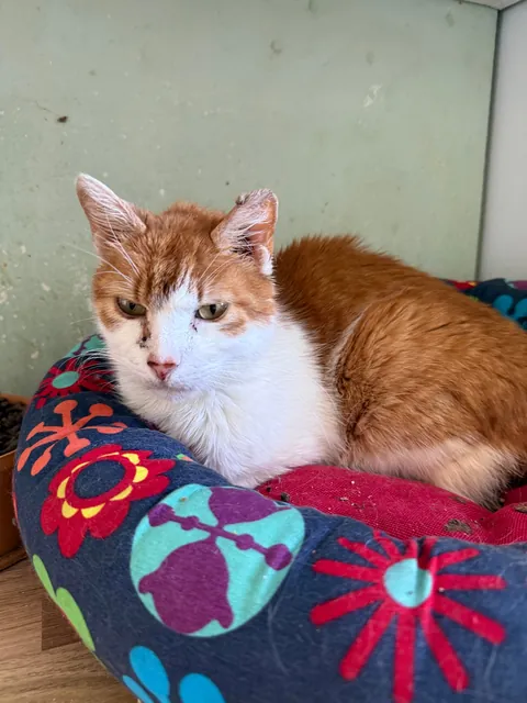 I spent Easter Monday at the cat hospice and have no regrets