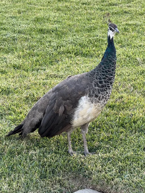 [OC] I spotted a female peacock as I was walking outside.
