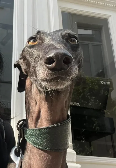 My fav funny pics of my two dogs Athena and Aurora