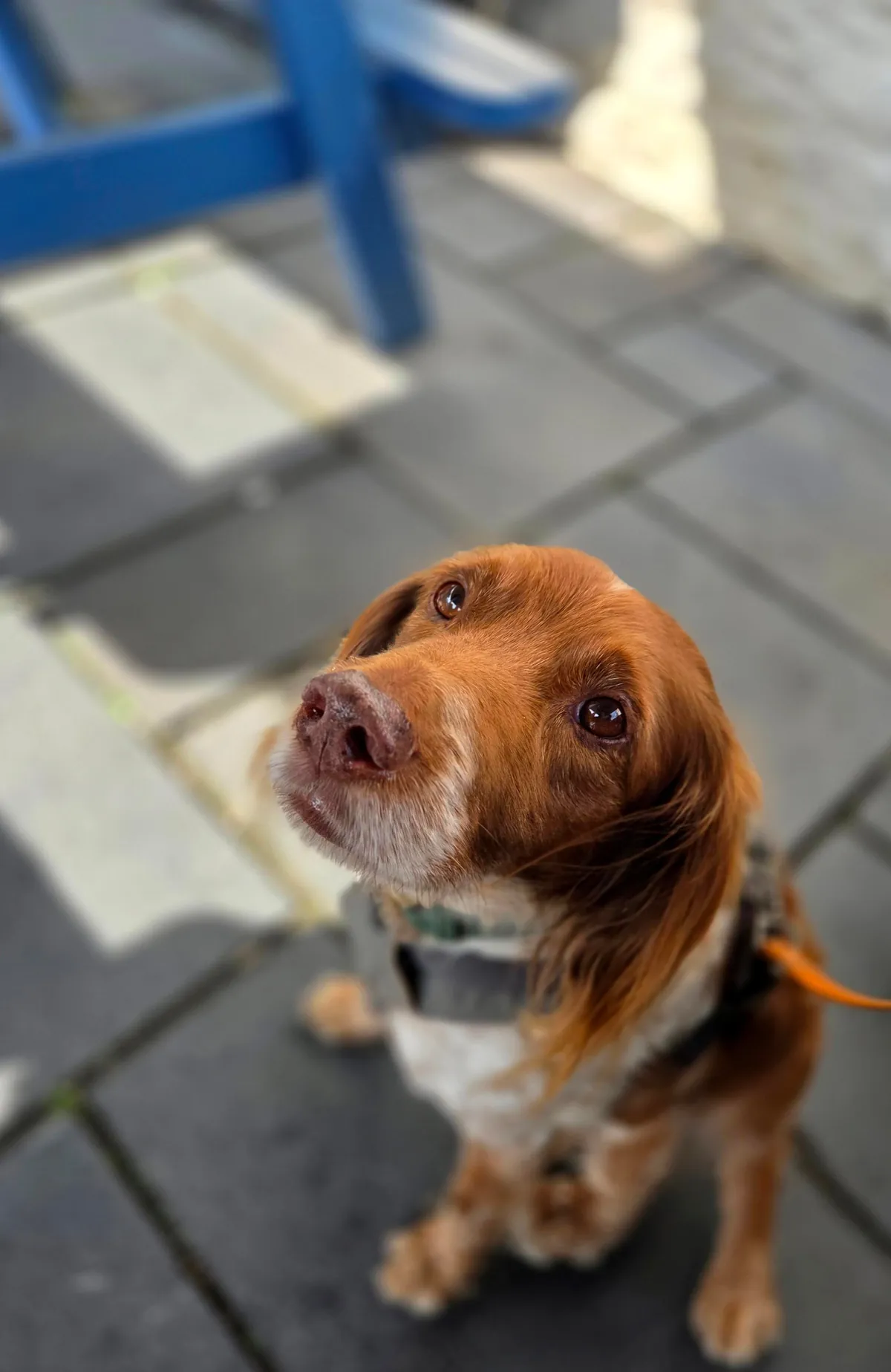 Benji is the gooddest pupperino