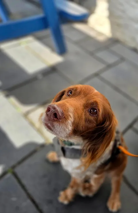 Benji is the gooddest pupperino