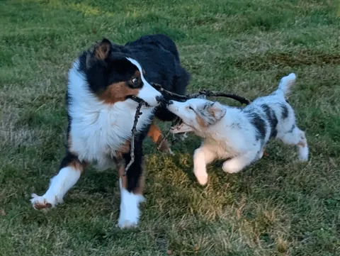 Chaotic duo derping in stereo