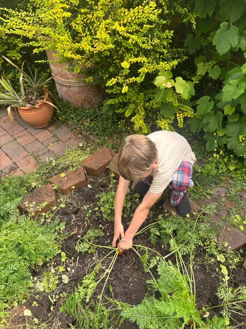 Harvested the rest of the carrot bed with the kids today 🥕