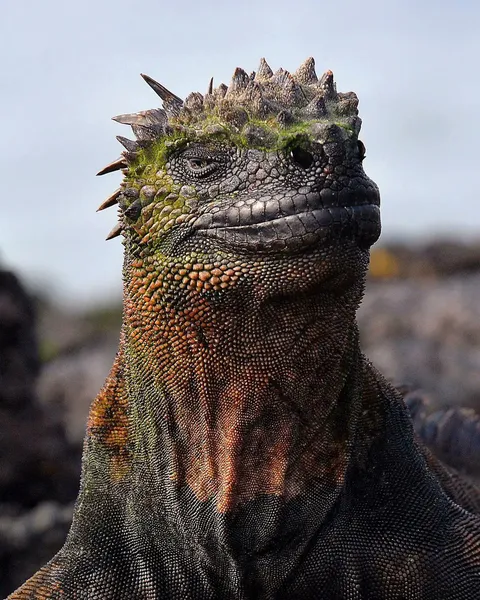 🔥 A marine iguana