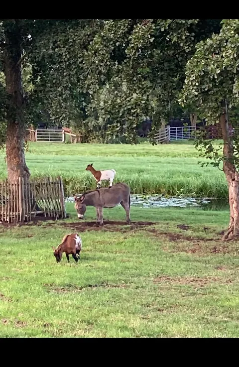 Throwback to when my goat was standing on my donkey