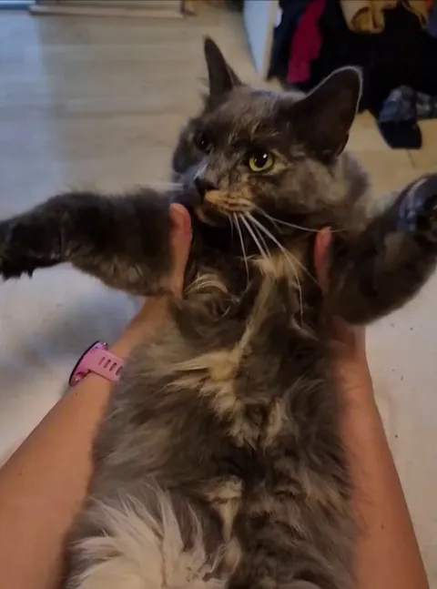 Is it ok for me to massage my cat like this? She enjoys it, but is it healthy?