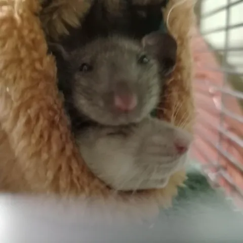 is it normal for them to lay on each other? pet rats