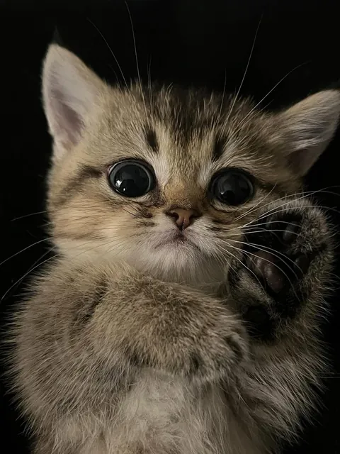 Those eyes should be illegal