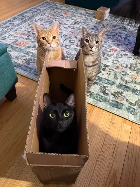 If there’s a box involved in a pic with siblings Jonesy, Reilly and Bonnie McPurray, you’ll see that Bonnie always prefers to be in the box