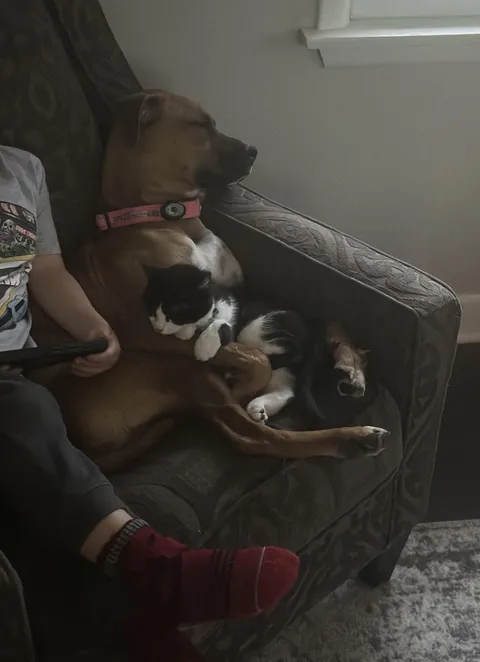 "My sister just got a new kitten and was worried how the dog would react"