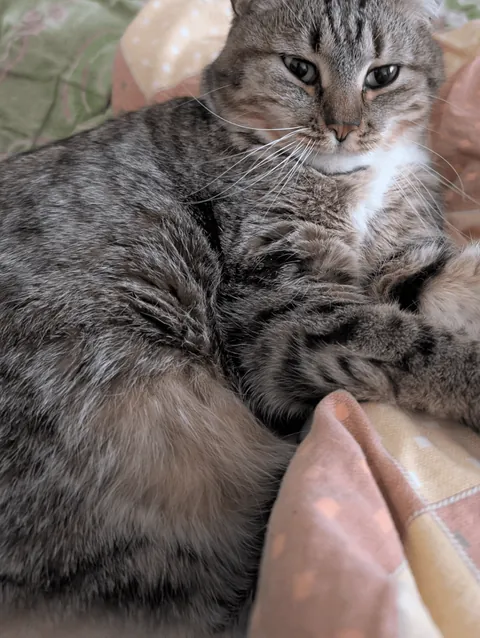 Hello reddit, meet my cat Seva, he is a very sweet and affectionate cat and he REALLY loves play❤️