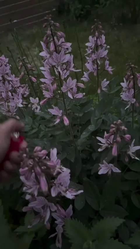 Dictamnus albus — commonly called gas plant.