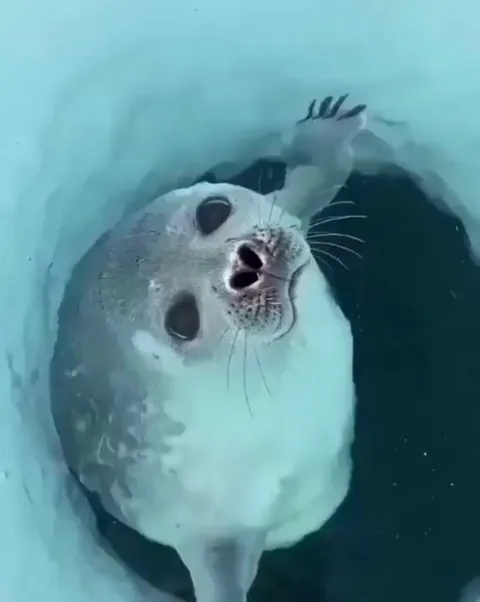 A fisherman was surprised to see a chunky seal pop up for air - - Credit: @thony_hidalgop on instagram