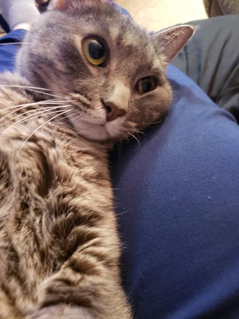 Prozac made my cat a whole different cat