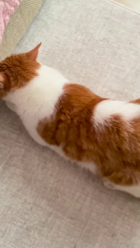 My 10yo cat likes butt pats I don’t know why