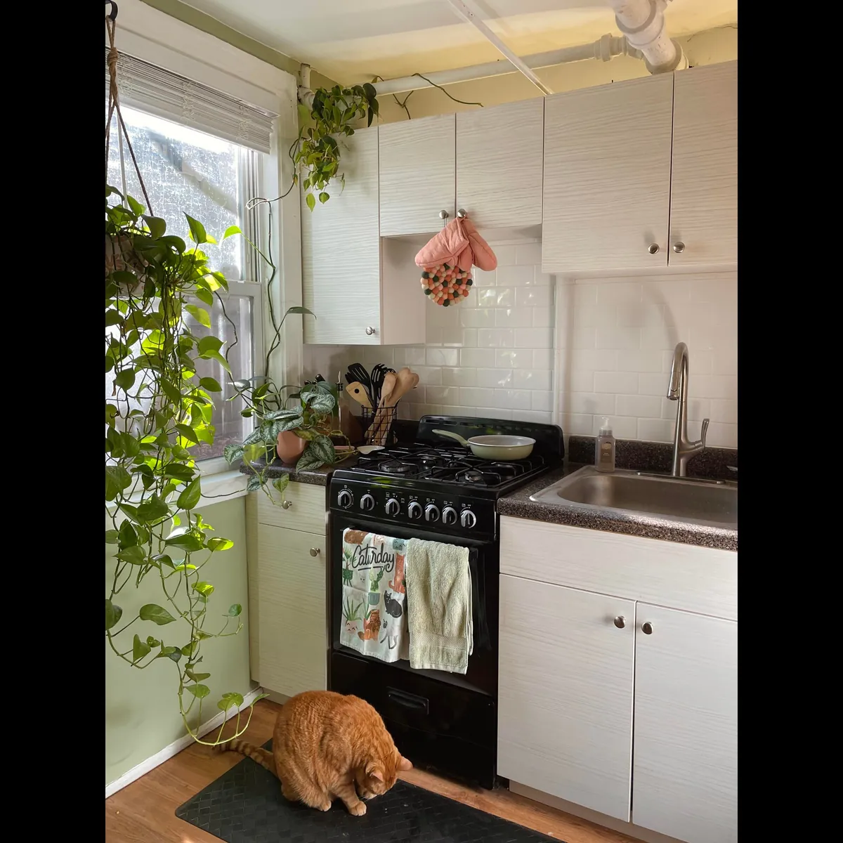 Finally finished decorating my cozy garden unit in Chicago, IL!