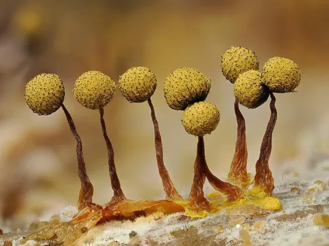 🔥 The infinitesimal, alien world of slime molds 🔥